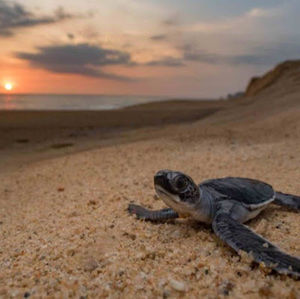 Meet your Posher, Gentry